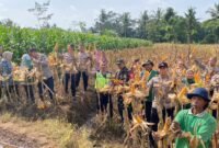 Kegiatan Panen Raya di Modangan Kidul, Kelurahan Blotongan, Kecamatan Sidorejo, Kota Salatiga.