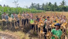Kegiatan Panen Raya di Modangan Kidul, Kelurahan Blotongan, Kecamatan Sidorejo, Kota Salatiga.